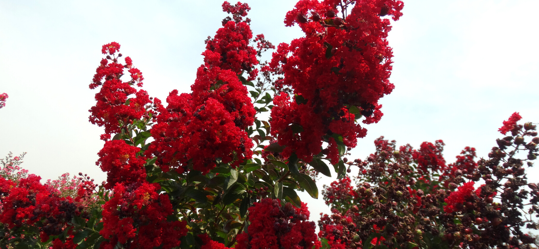 The Best Red Flowering Trees